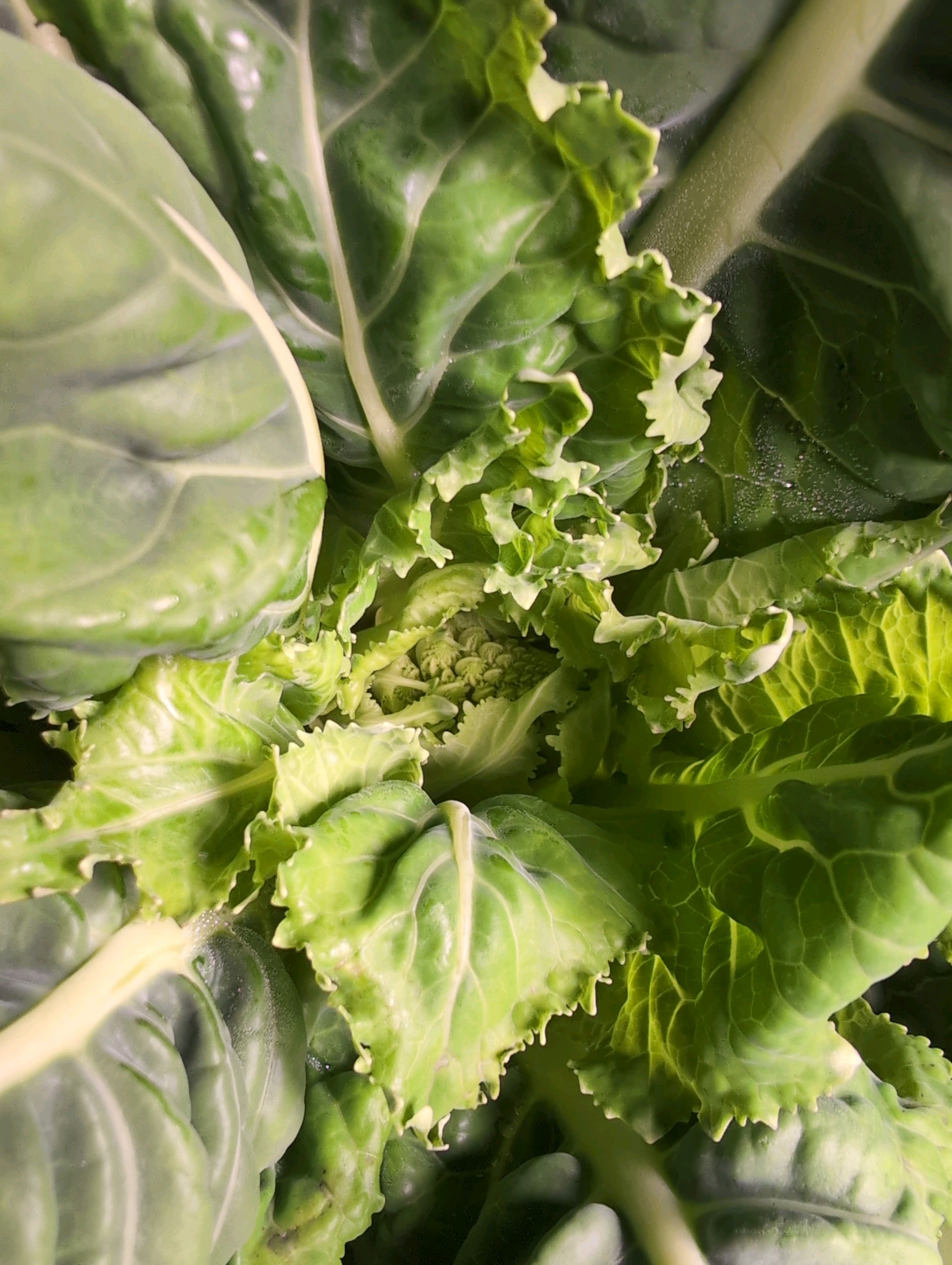 See what grows — vegetative, day 44