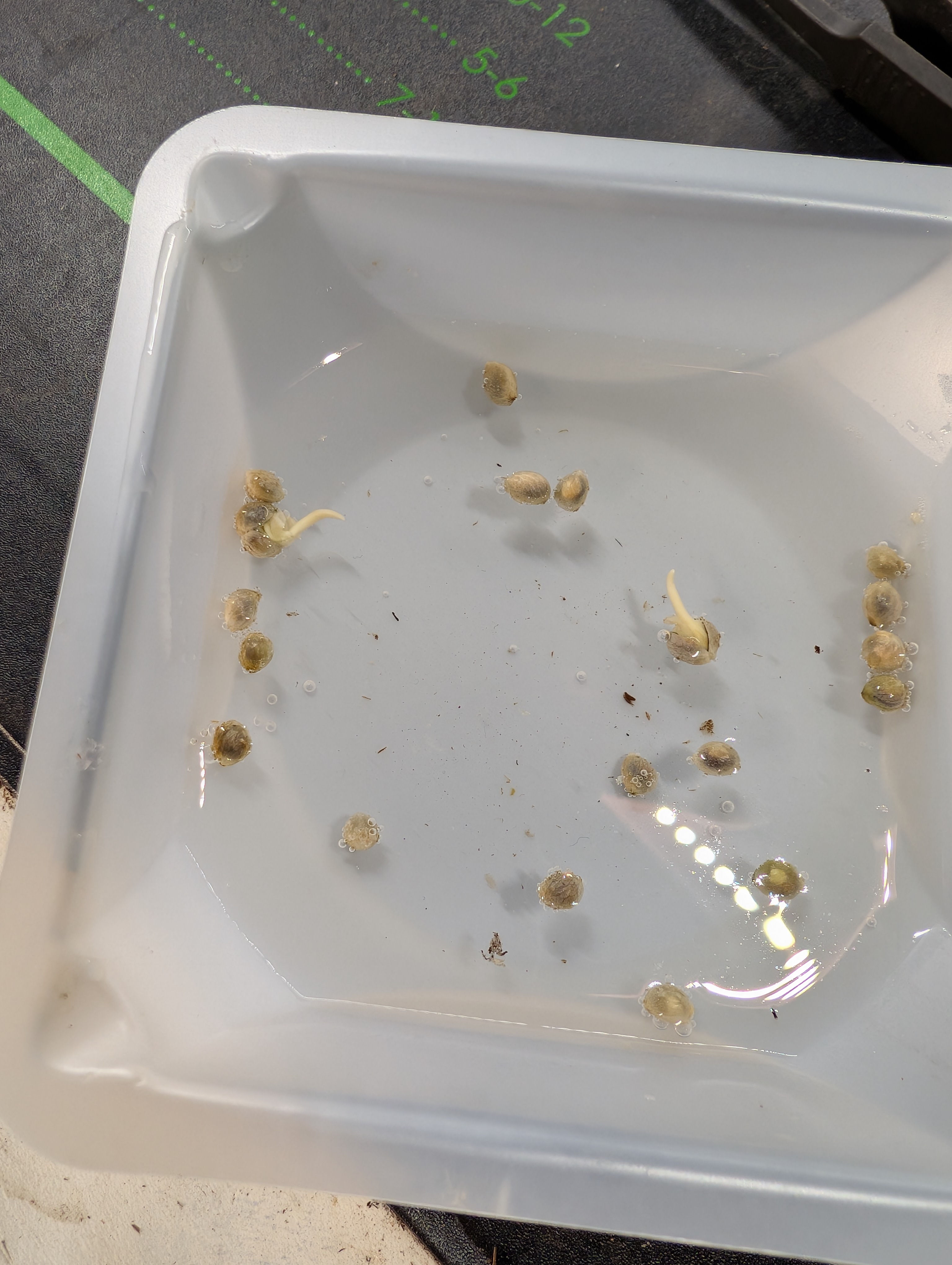 outdoor — germination, day 3