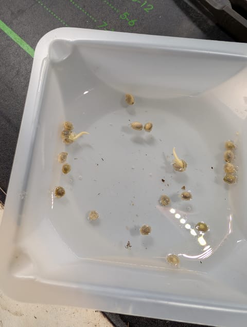 outdoor — germination, day 3
