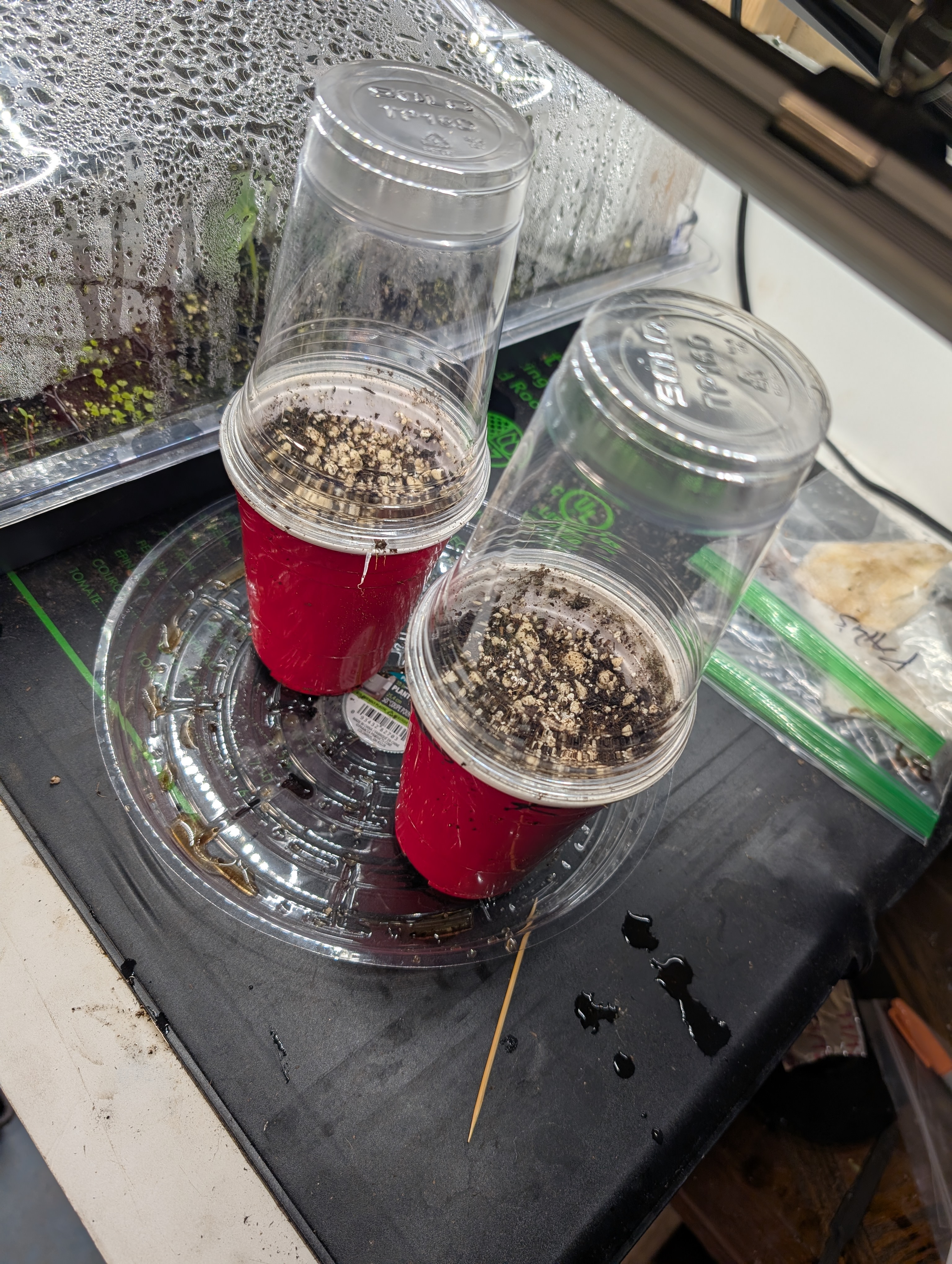 outdoor — germination, day 3