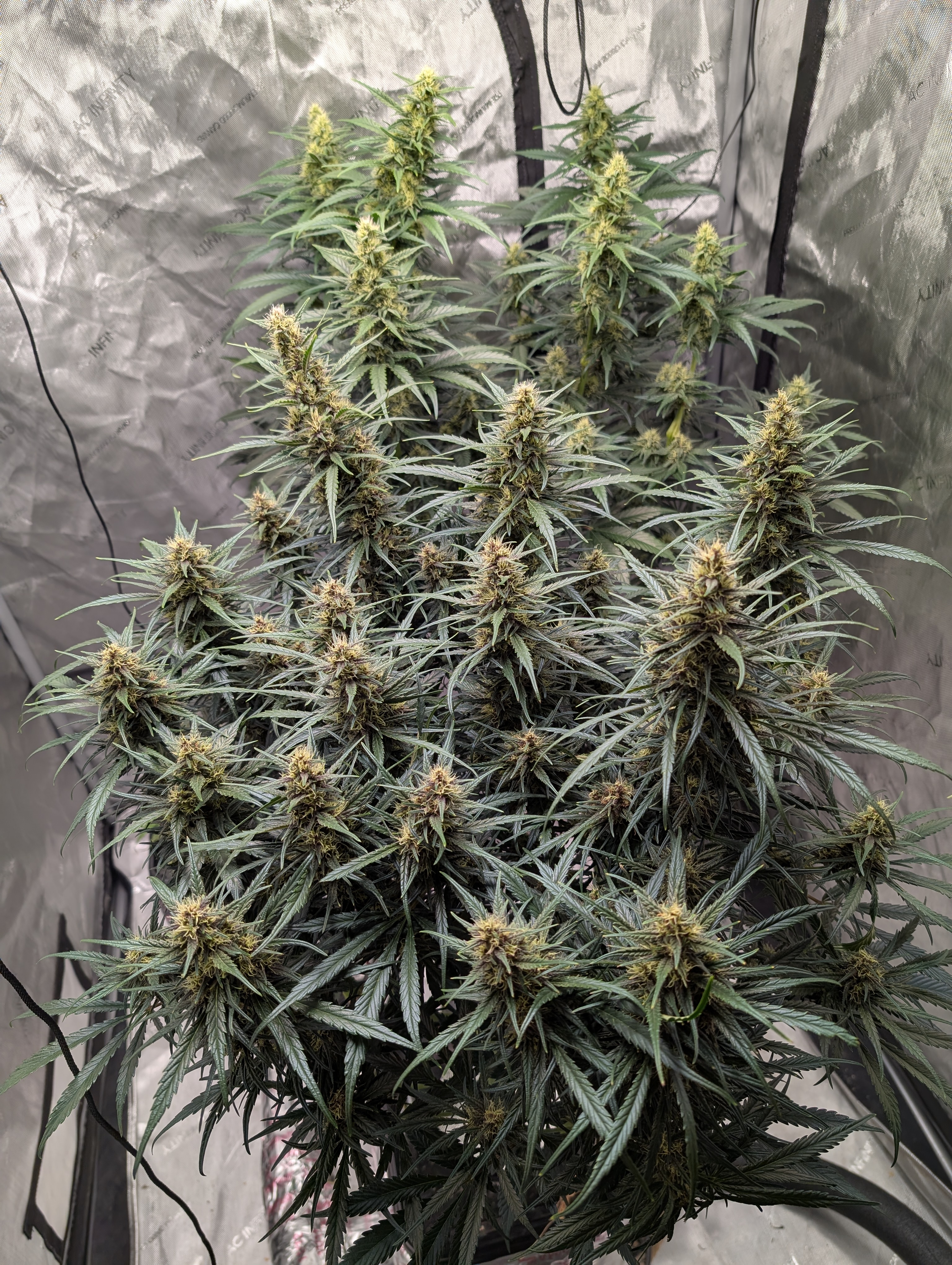 flipped to flower — flower, day 28