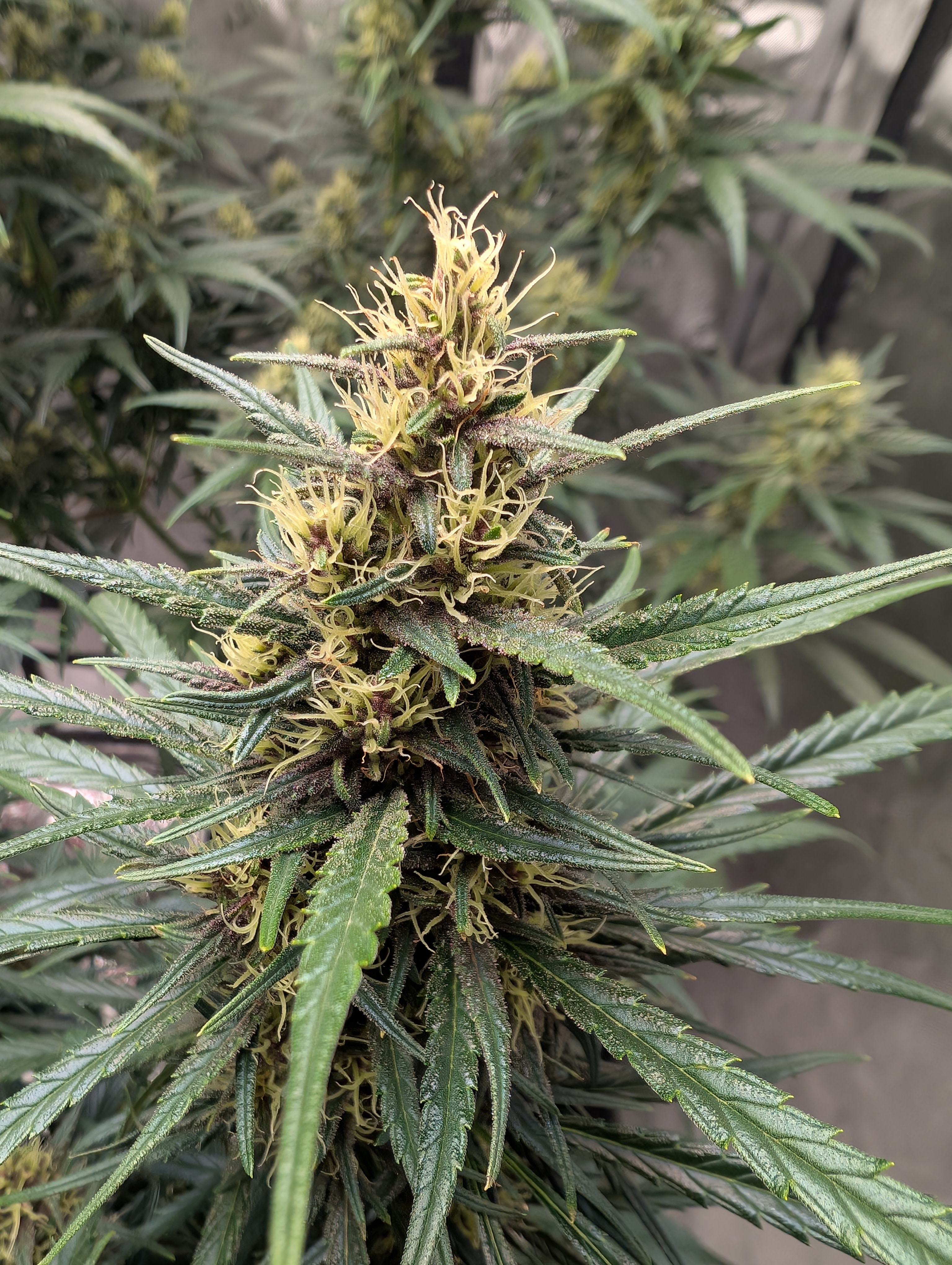 flipped to flower — flower, day 28