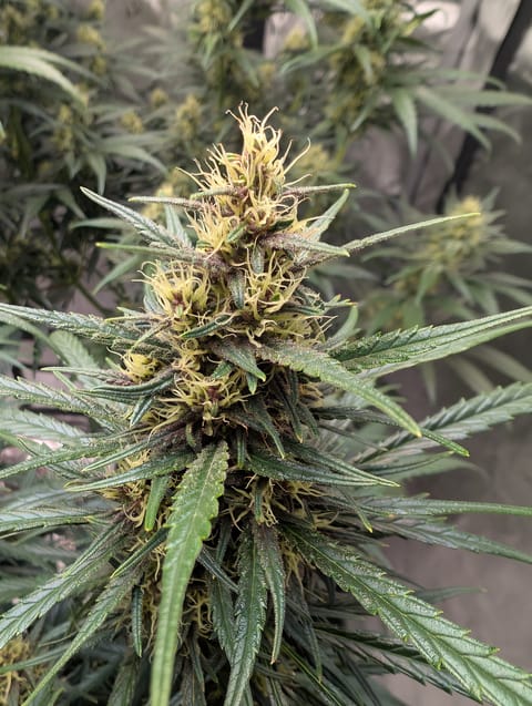 flipped to flower — flower, day 28