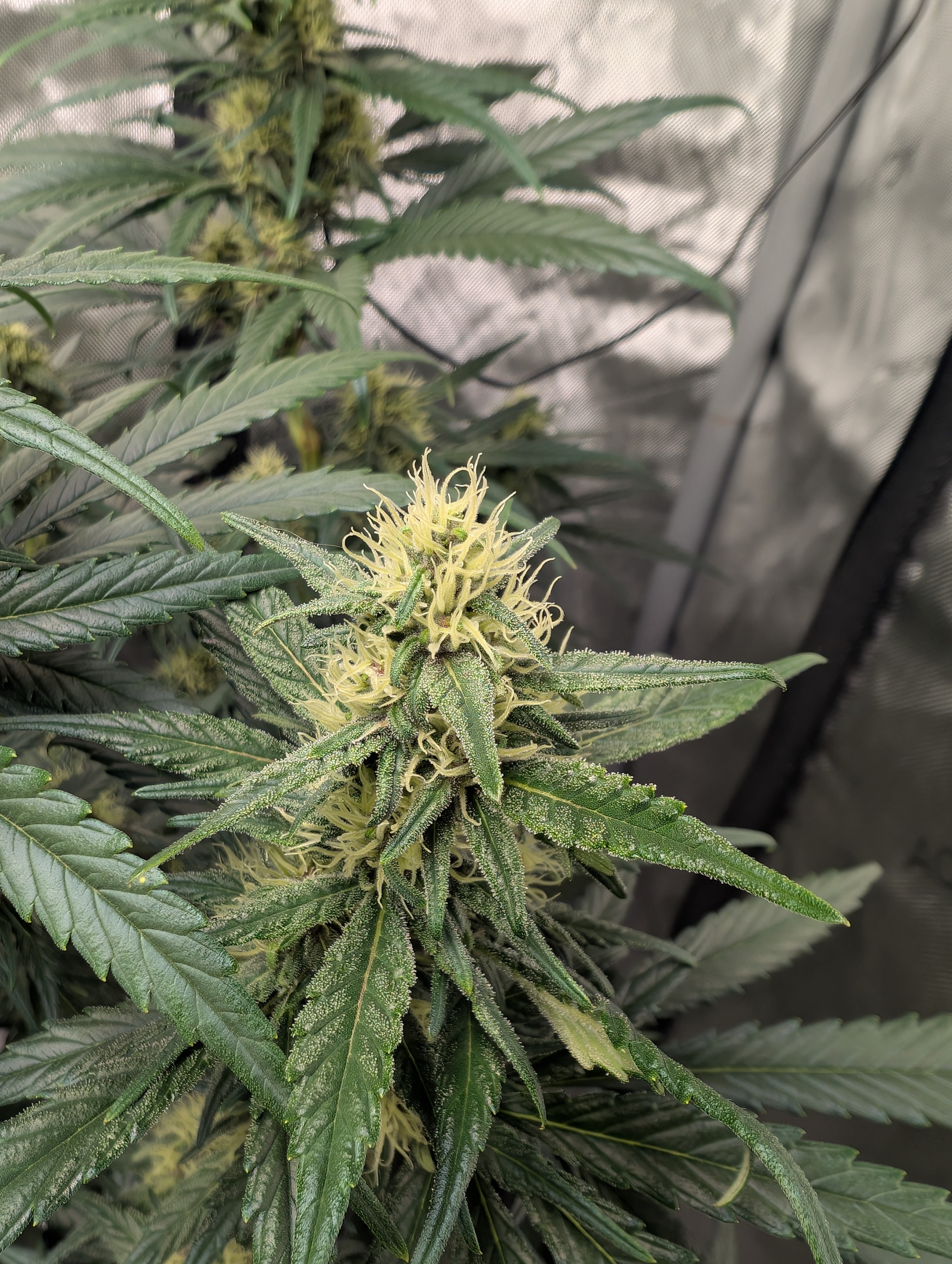 flipped to flower — flower, day 28