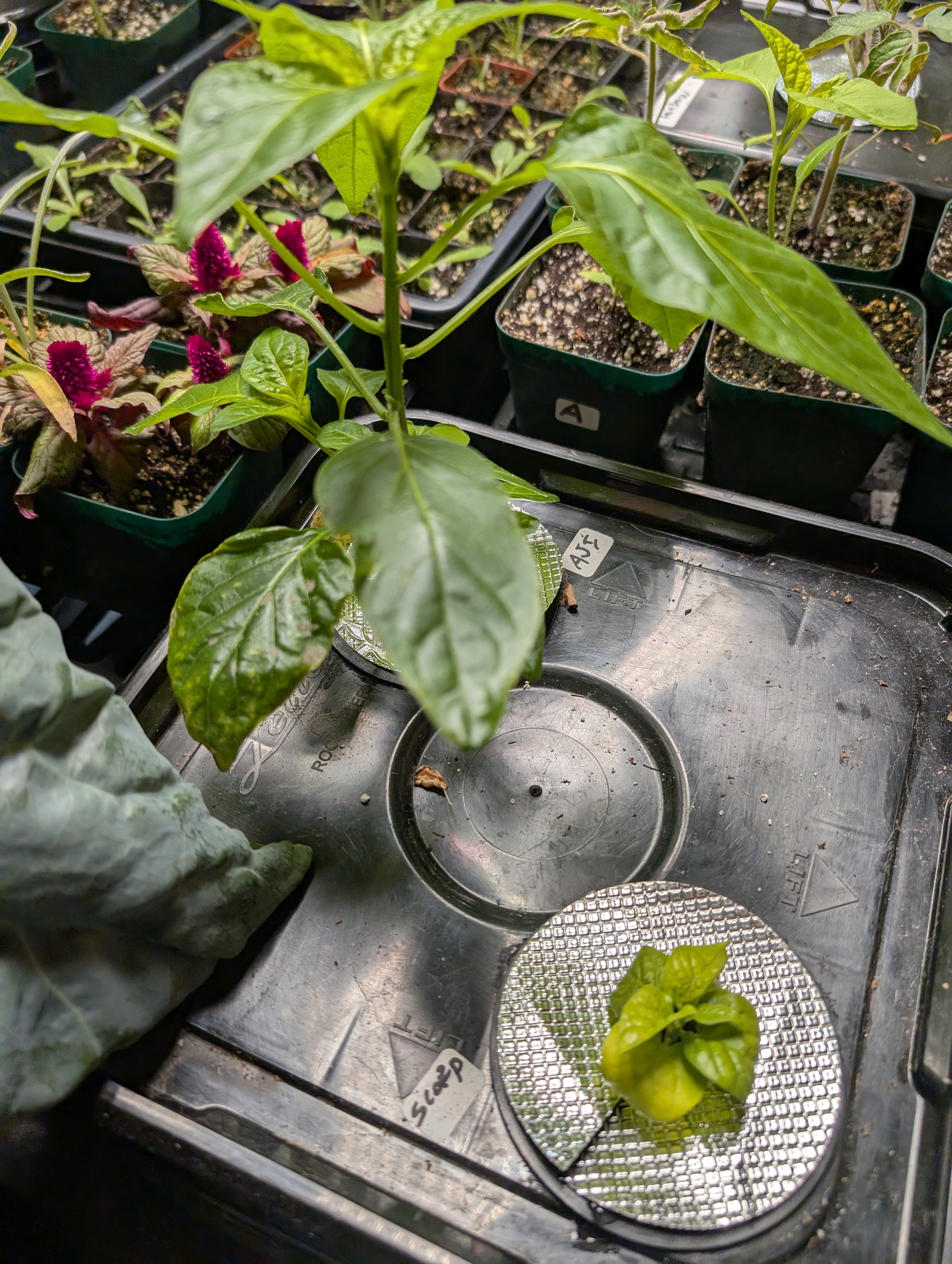 See what grows — vegetative, day 46