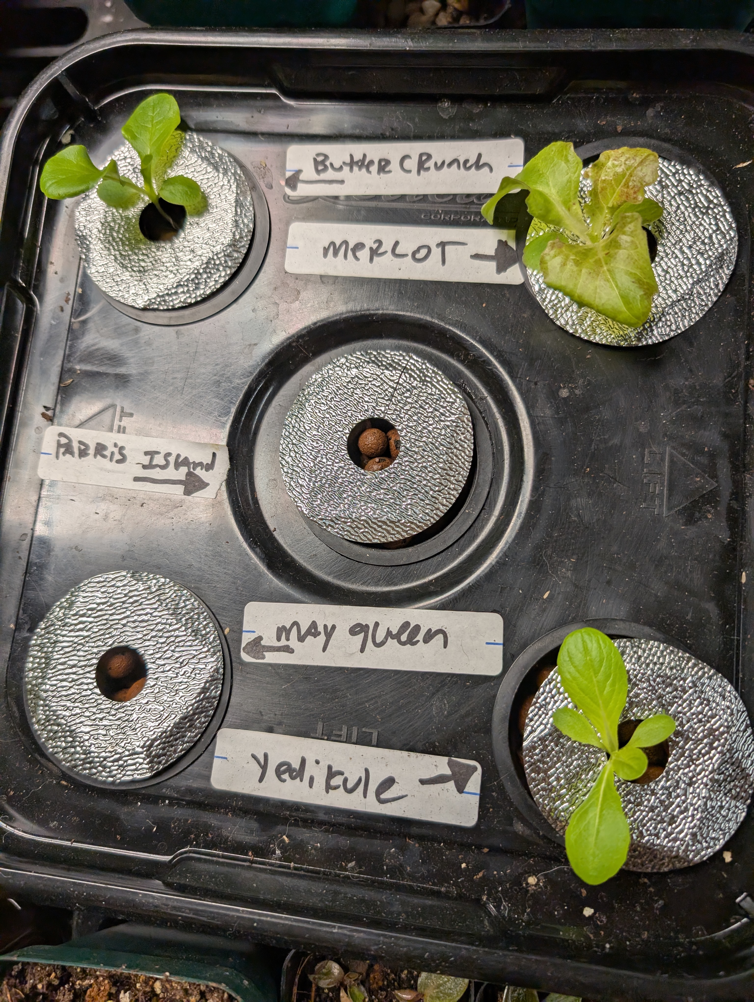 See what grows — vegetative, day 46