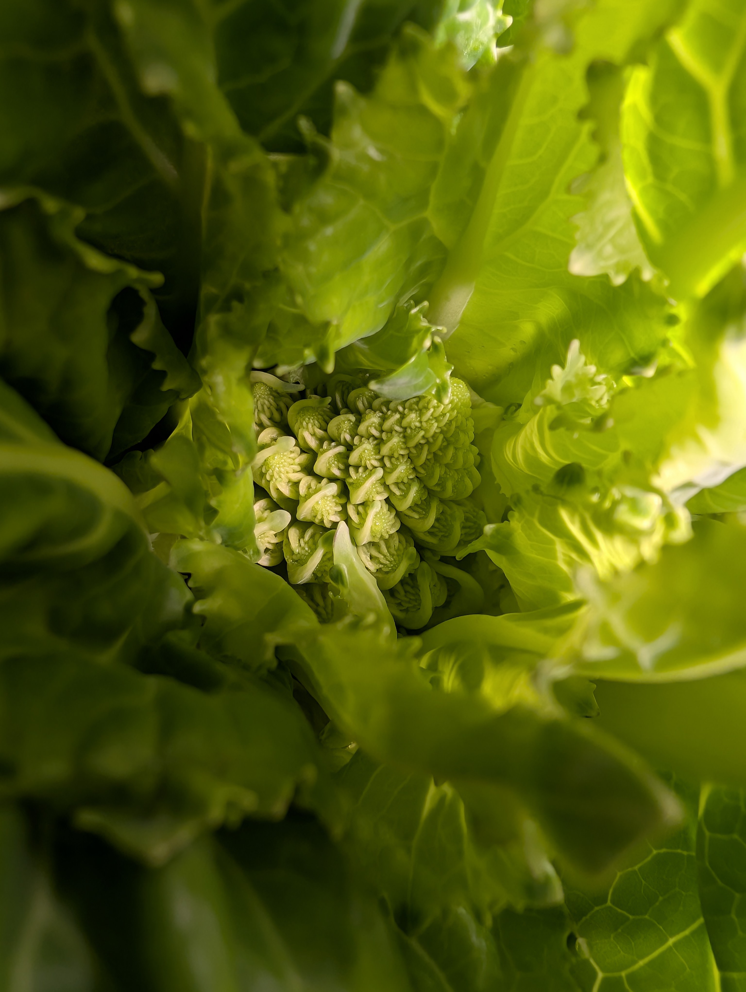 See what grows — vegetative, day 46