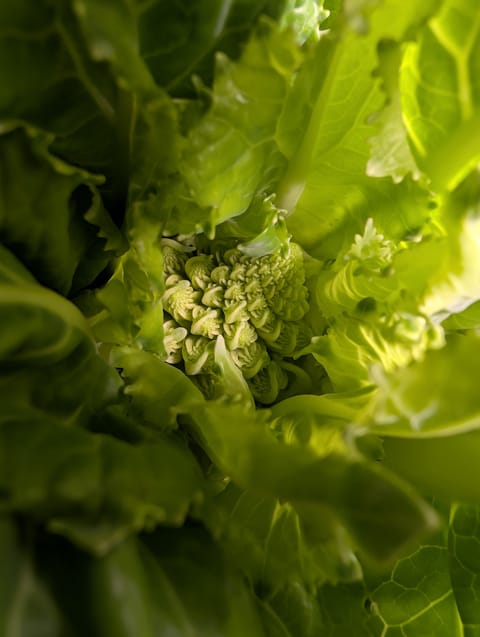 See what grows — vegetative, day 46