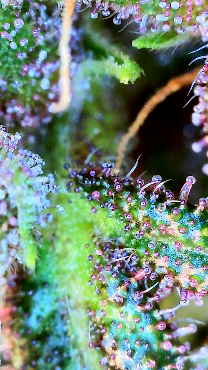 flipped to flower — flower, day 29