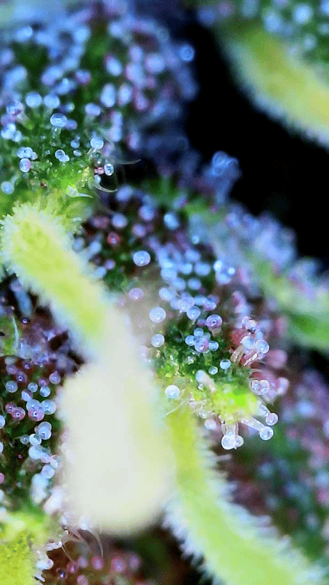 flipped to flower — flower, day 29