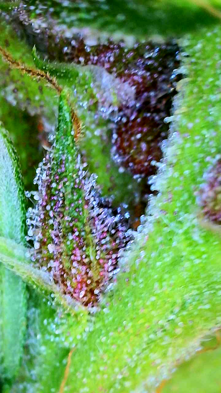 flipped to flower — flower, day 29