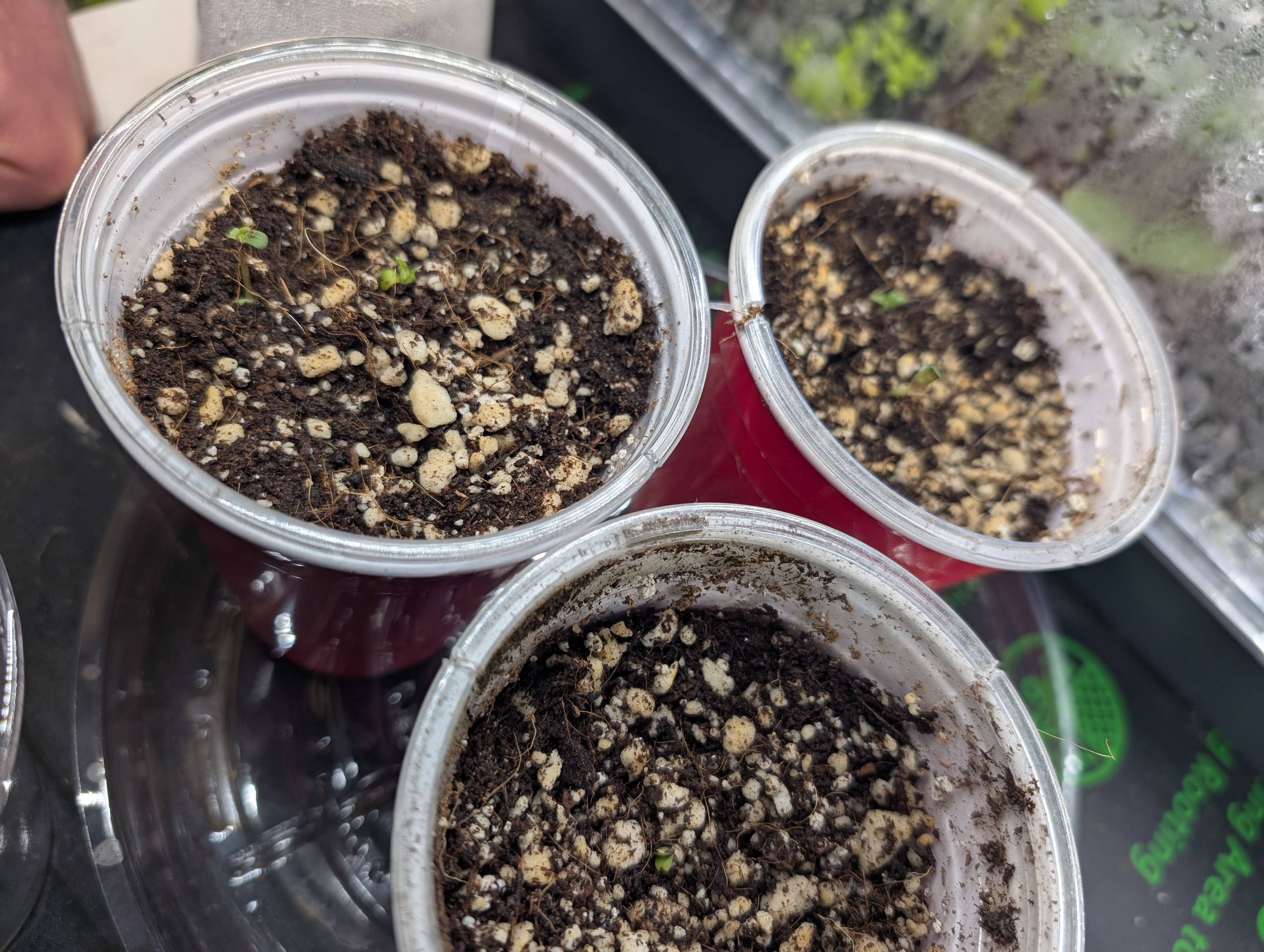 outdoor — germination, day 6