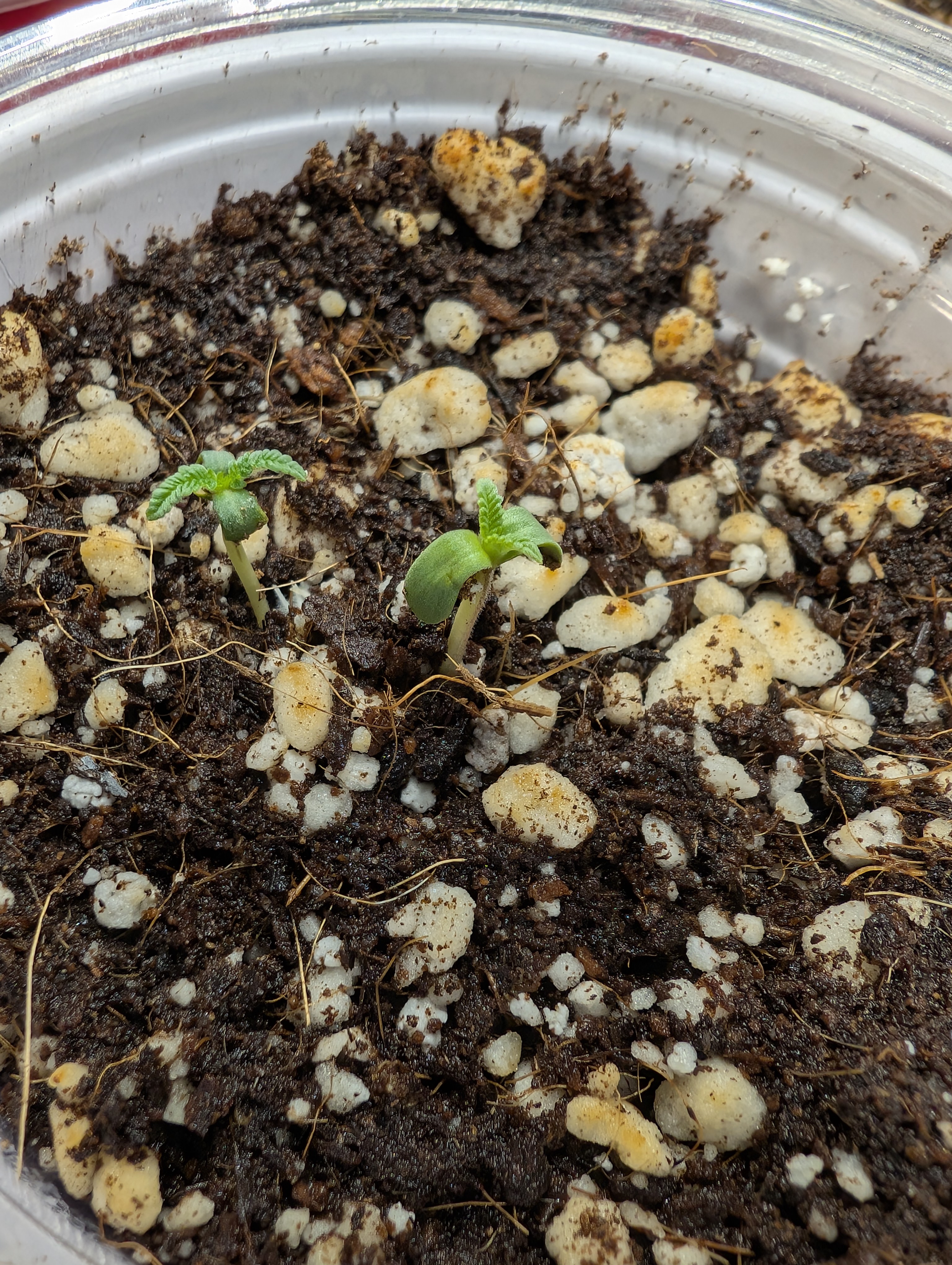 outdoor — seedling_rooting, day 8