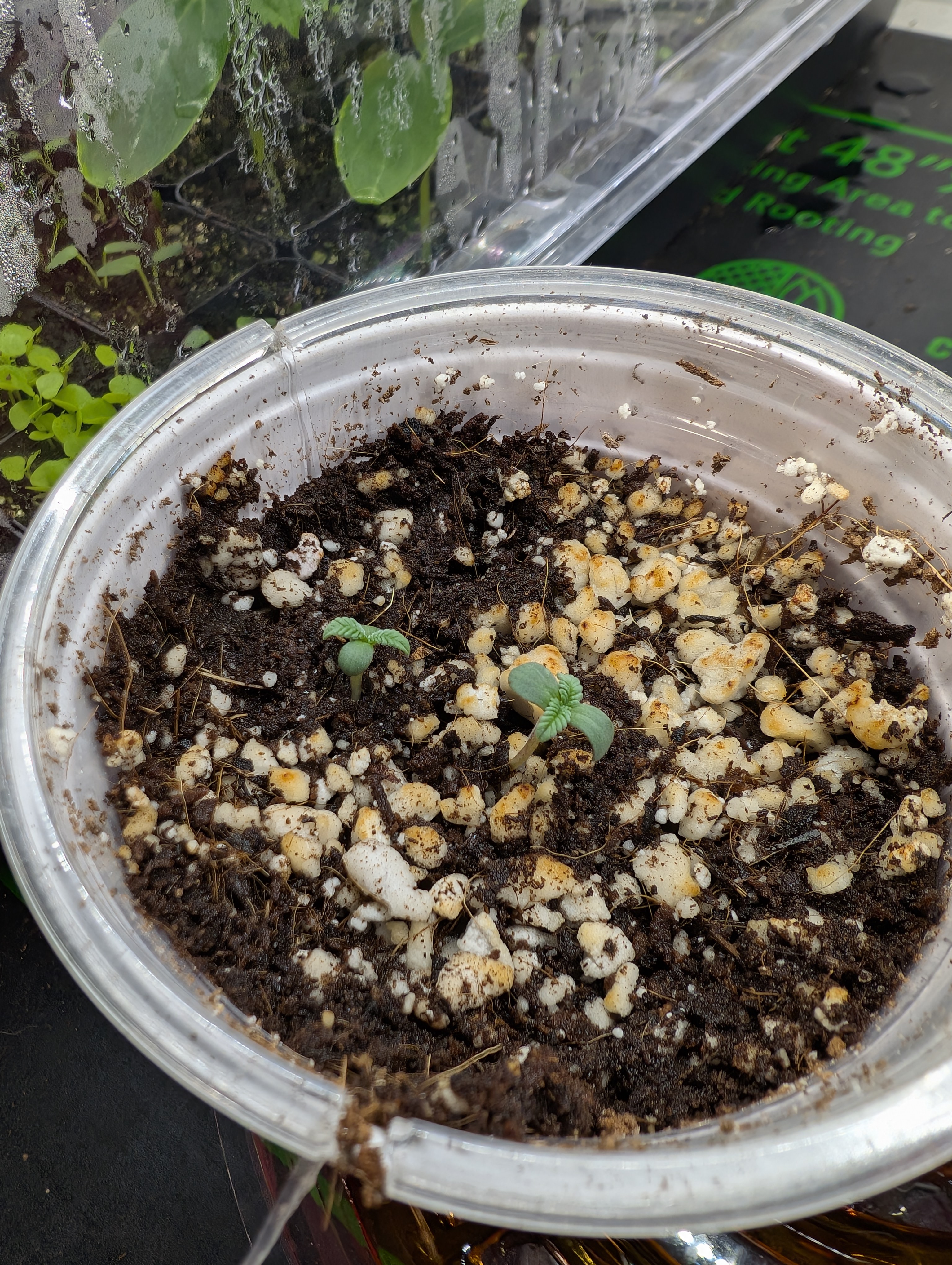outdoor — seedling_rooting, day 8