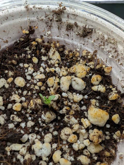 outdoor — seedling_rooting, day 8