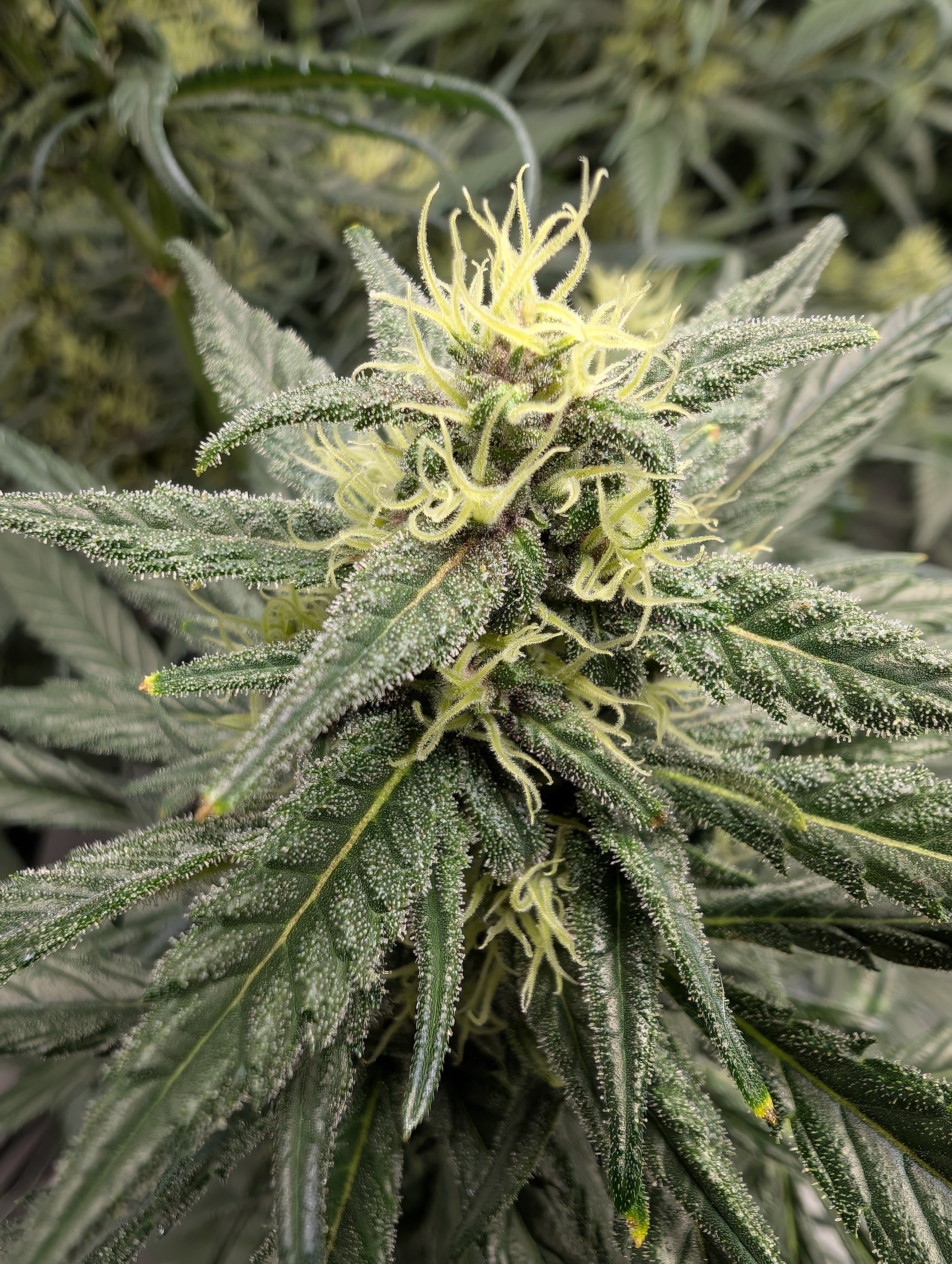 flipped to flower — flower, day 32