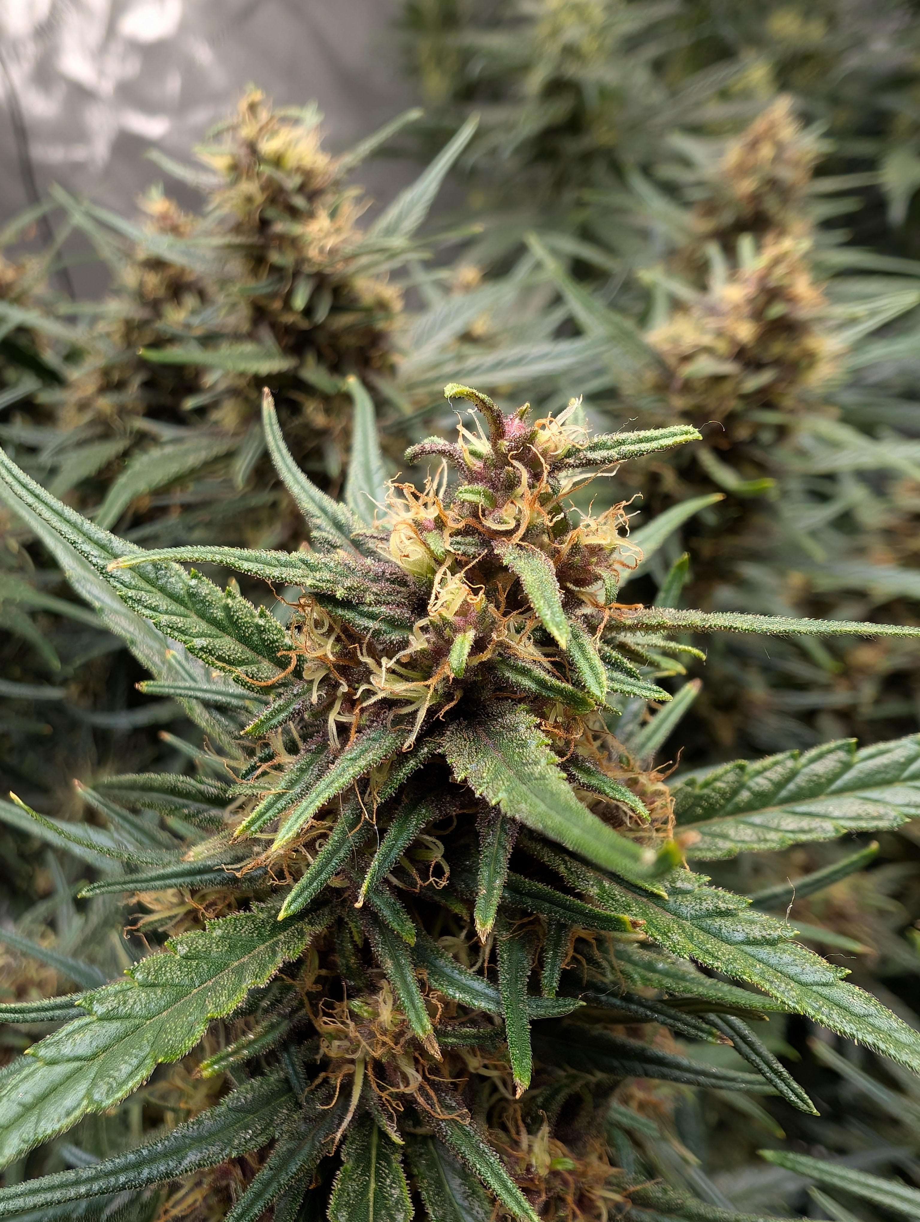 flipped to flower — flower, day 32