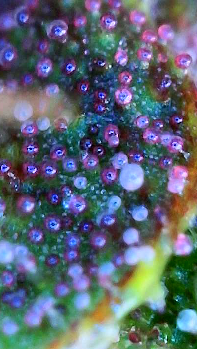 flipped to flower — flower, day 34