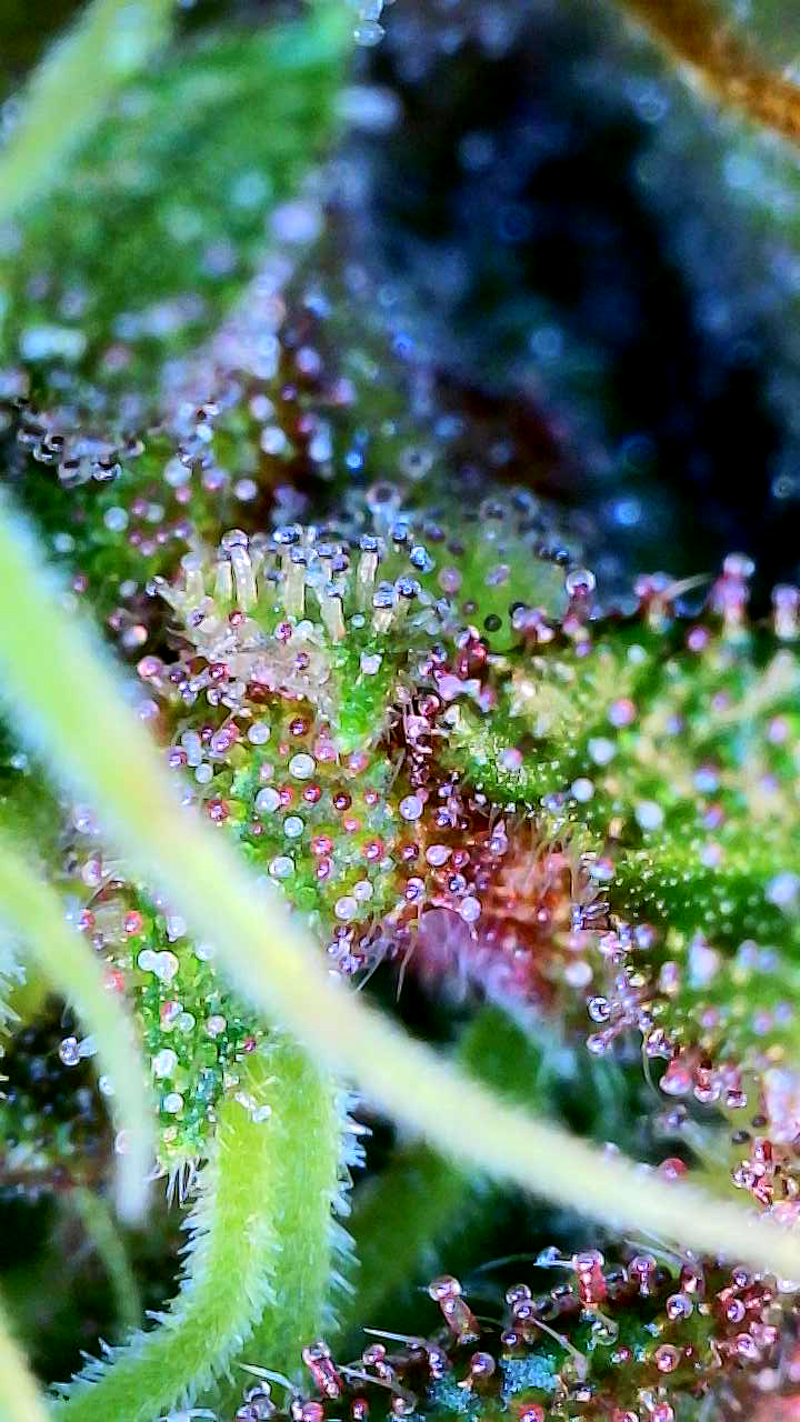 flipped to flower — flower, day 34