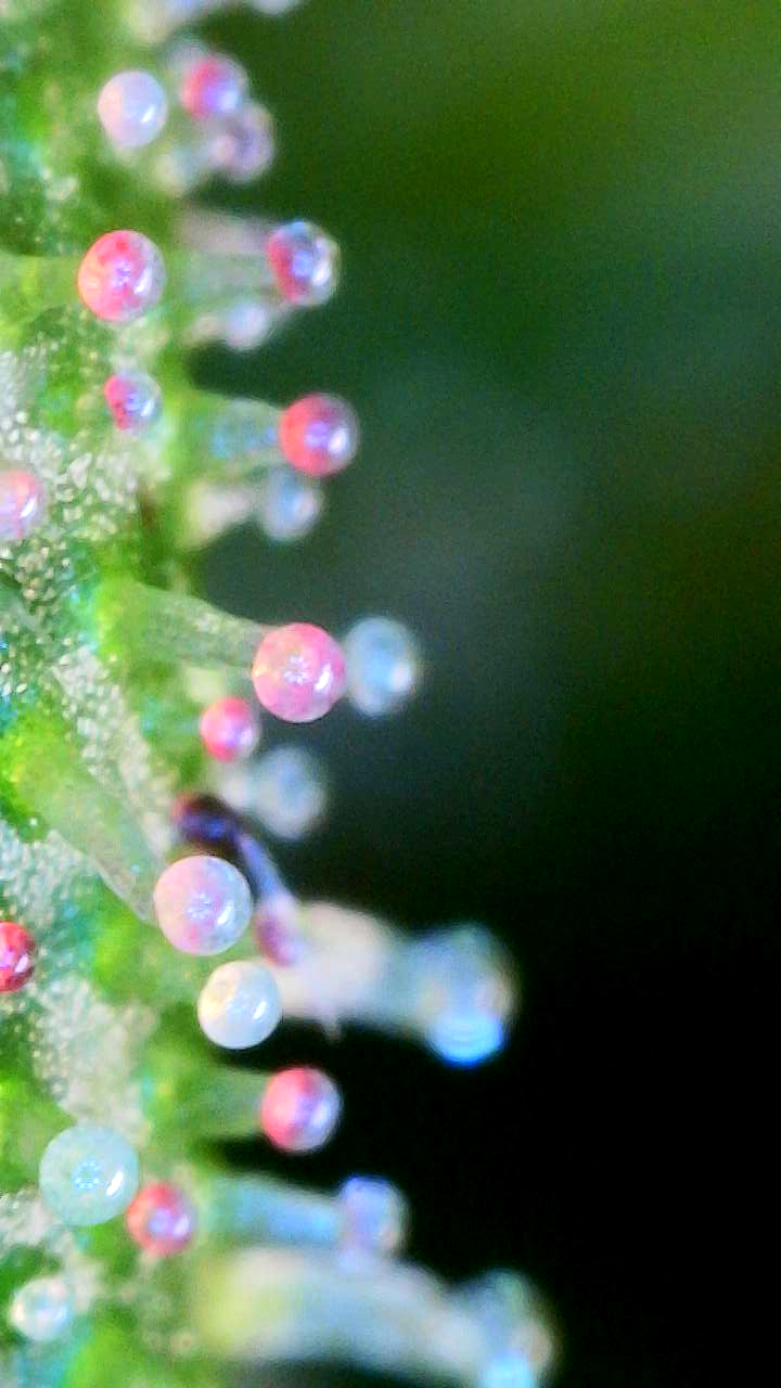 flipped to flower — flower, day 34