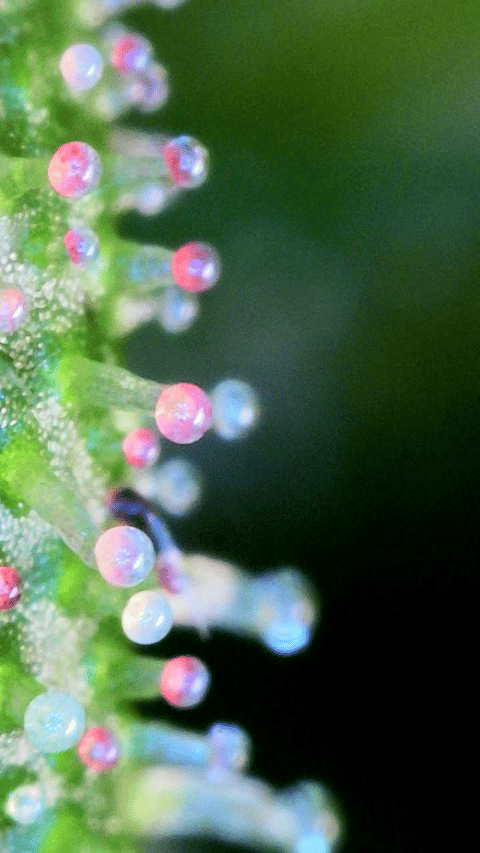 flipped to flower — flower, day 34