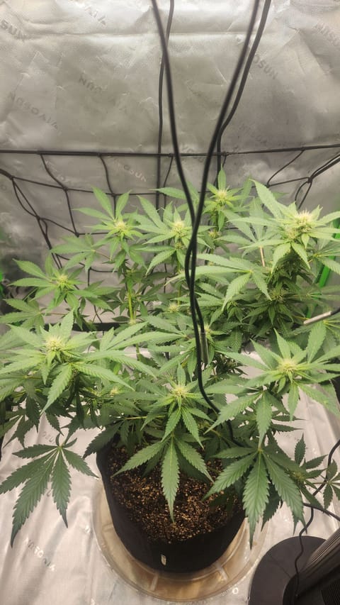 Banana Purple Punch — flower, day 1