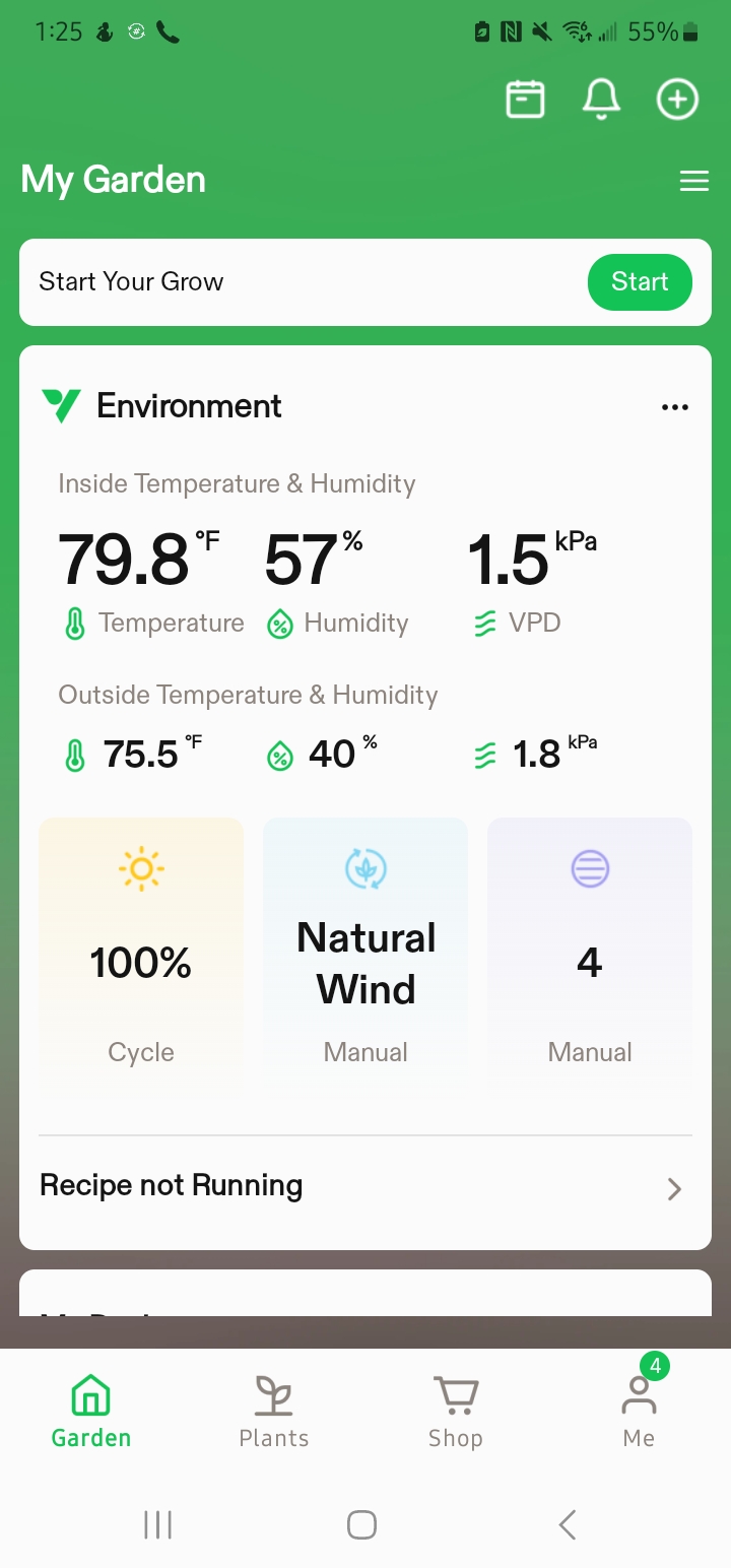 Banana Purple Punch — flower, day 1
