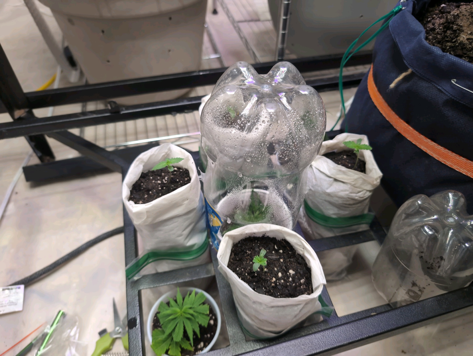 2nd grow