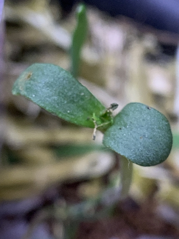 Little living soil grow #1 — germination, day 2