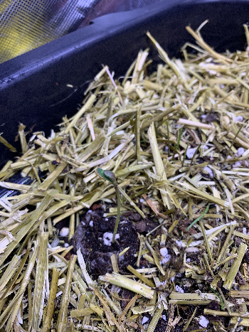 Little living soil grow #1