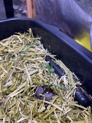 Little living soil grow #1 — vegetative, day 3