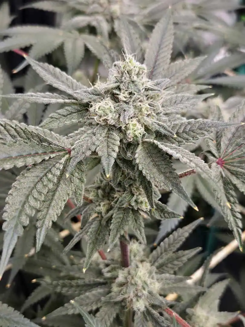 freebie, tester grow.