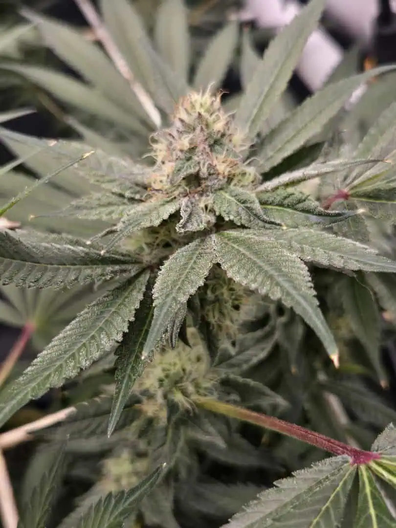 freebie, tester grow. — flower, day 1