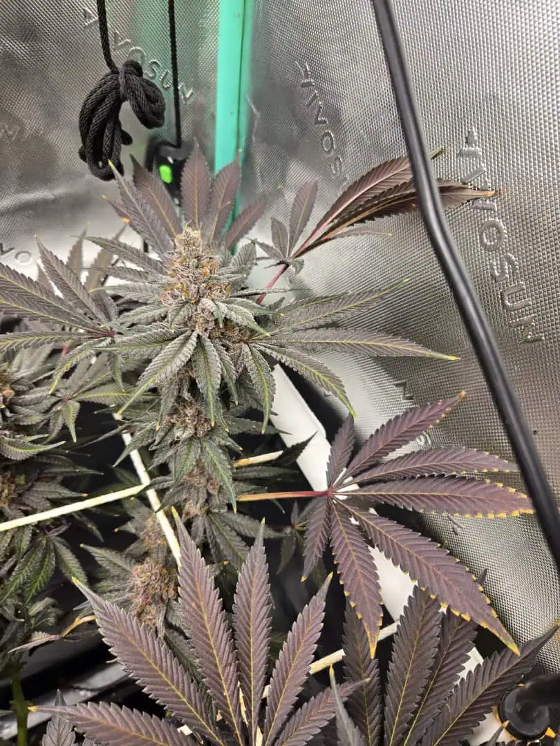 freebie, tester grow. — flower, day 1