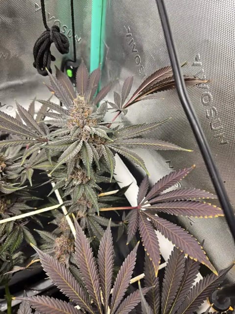 freebie, tester grow. — flower, day 1