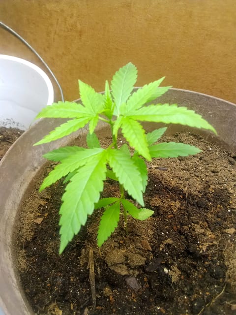 Blue Flag — vegetative, day 1