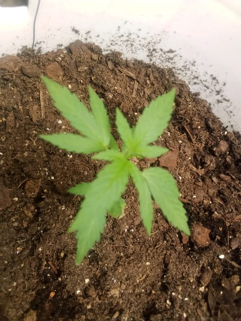 Blue Flag — vegetative, day 1