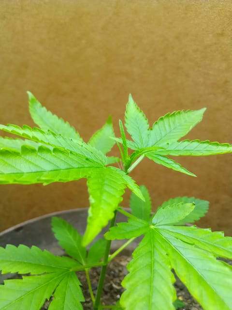 Blue Flag — vegetative, day 8