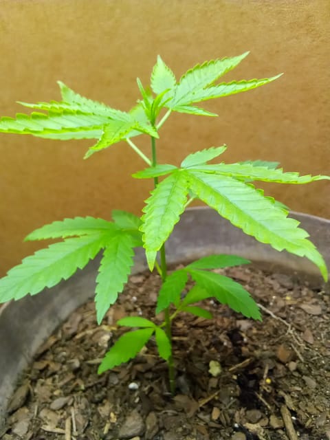 Blue Flag — vegetative, day 8