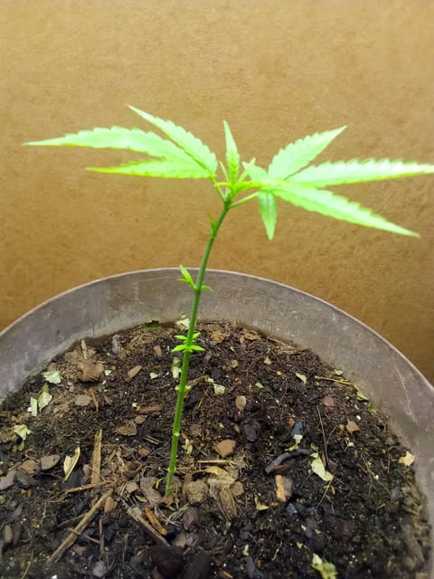 Blue Flag — flower, day 16