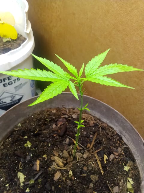 Blue Flag — flower, day 16