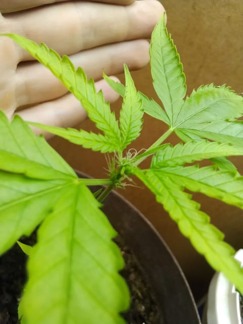 Blue Flag — flower, day 22