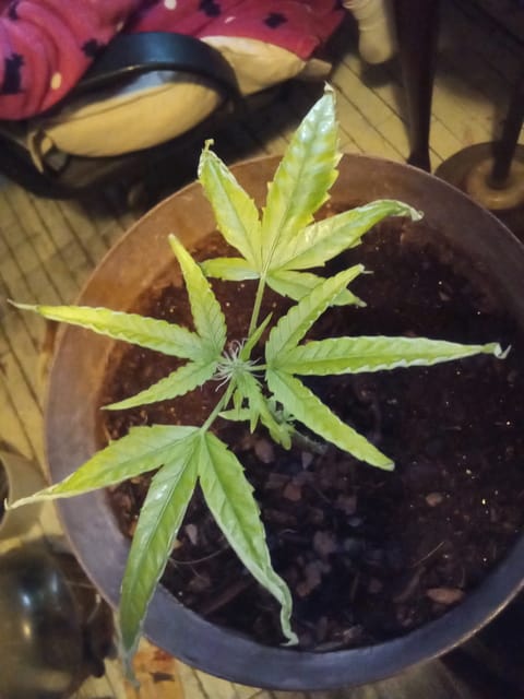 Blue Flag — flower, day 25