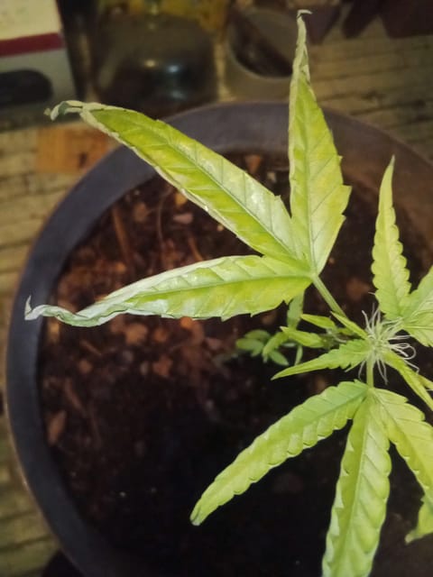 Blue Flag — flower, day 25