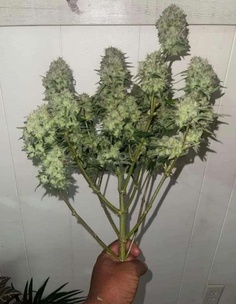 Growing Granny's Pie