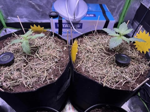 00 Mimosa (indoor organic) — vegetative, day 1