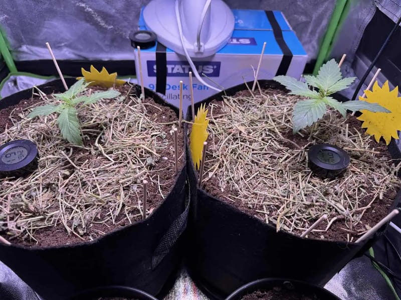 00 Mimosa (indoor organic)