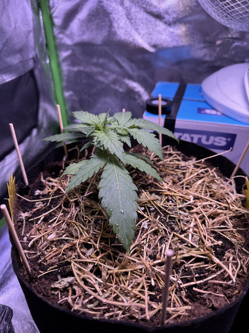 00 Mimosa (indoor organic) — vegetative, day 5