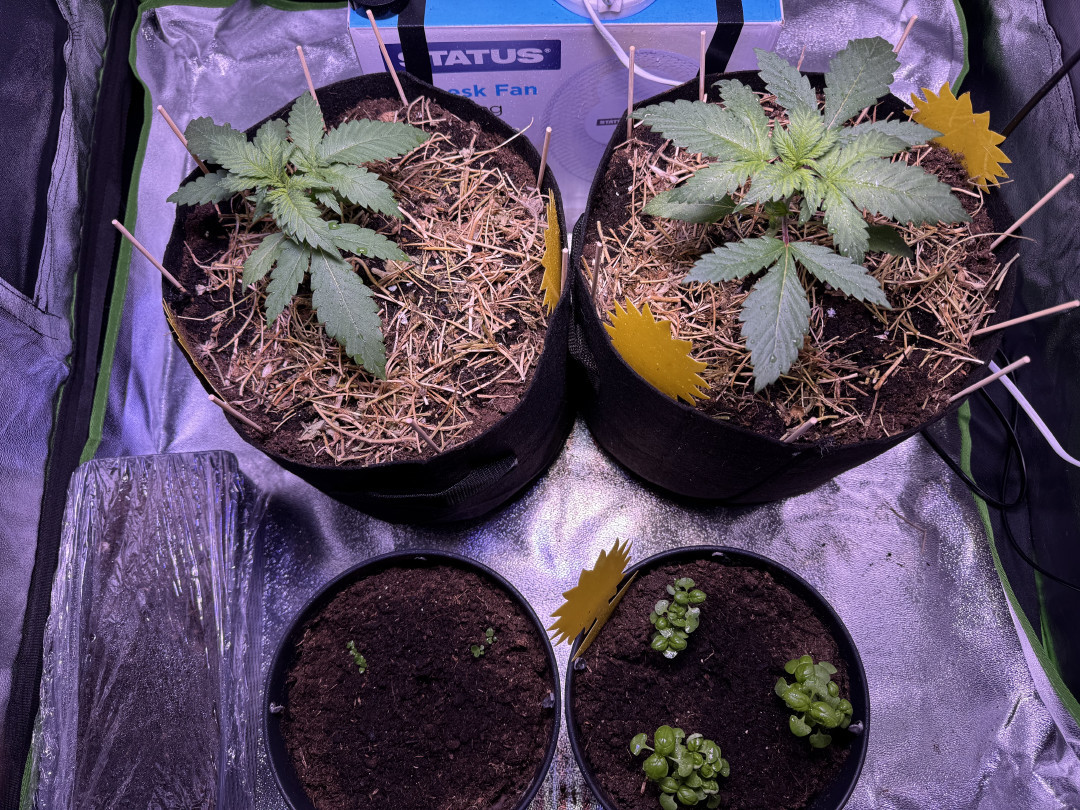 00 Mimosa (indoor organic) — vegetative, day 5