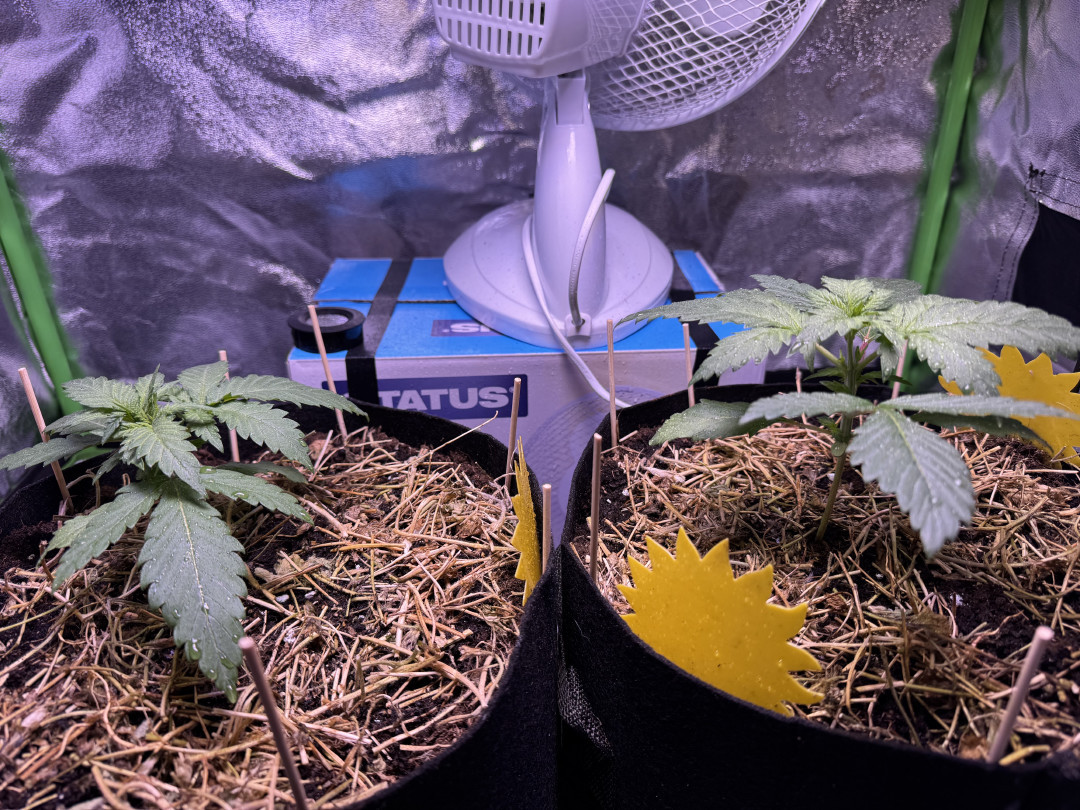 00 Mimosa (indoor organic) — vegetative, day 5